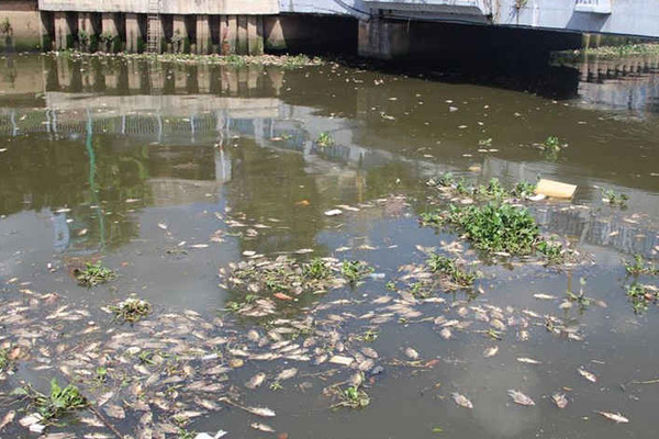 TP.HCM:  Phòng ngừa tình trạng cá chết trên kênh Nhiêu Lộc – Thị Nghè