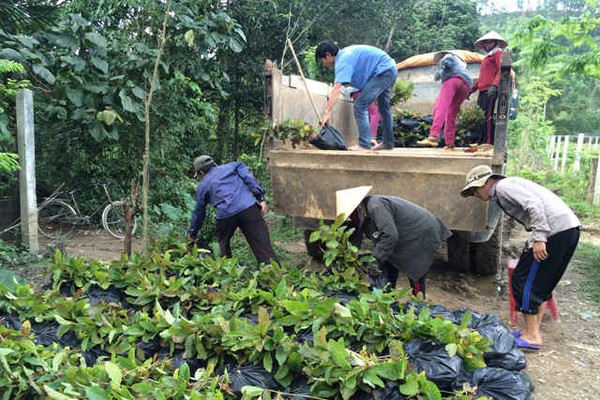 Việt Nam: Nỗ lực trong công tác trồng rừng thay thế