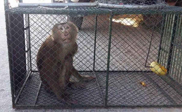 Quảng Bình: Người dân tự nguyện giao nộp khỉ quý hiếm để thả về tự nhiên