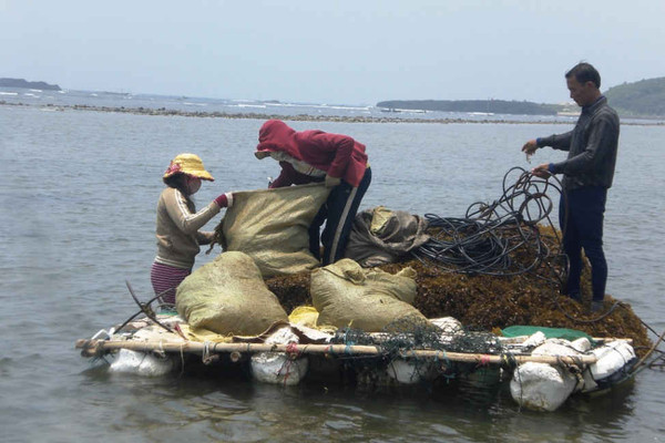 Quảng Ngãi: Nhân rộng mô hình tổ tự quản quản lý, bảo vệ tài nguyên và môi trường biển