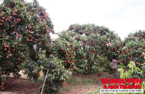 Hàng nghìn thương nhân, doanh nghiệp về Bắc Giang thu mua vải thiều