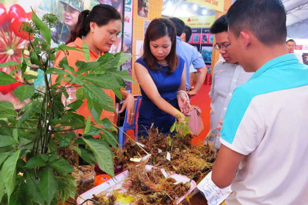Liên minh HTX Việt Nam ký kết hợp tác về nghiên cứu công nghệ trồng, chế biến sâm Ngọc Linh với tỉnh Quảng Nam