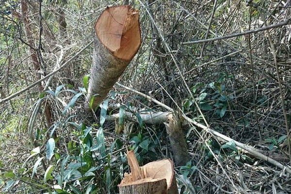 Bình Thuận: Xử lý nghiêm tình trạng phá rừng Hàm Thuận - Đa Mi