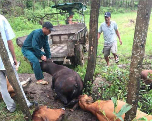 Sét đánh chết 5 con bò trong một gia đình tại Huế