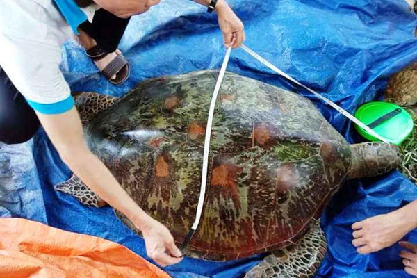 Quảng Nam: Rùa biển quý hiếm bị chết do mắc lưới ngư dân
