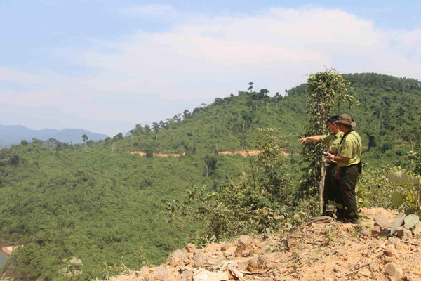 Thừa Thiên Huế: Giám sát việc giao rừng sản xuất và xử lý lấn chiếm đất rừng