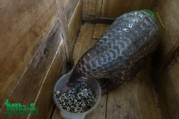 25 cá thể tê tê Java trở về với môi trường sống tự nhiên