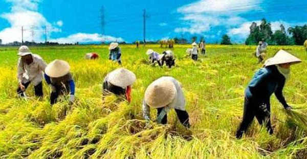 Sử dụng đất nông nghiệp để sản xuất cây lương thực: Người dân được hưởng nhiều hỗ trợ