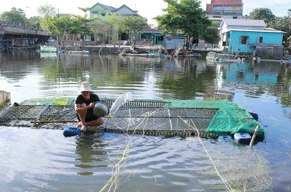 Thừa Thiên- Huế: Dân “khóc ròng” khi cá lồng chết hàng loạt