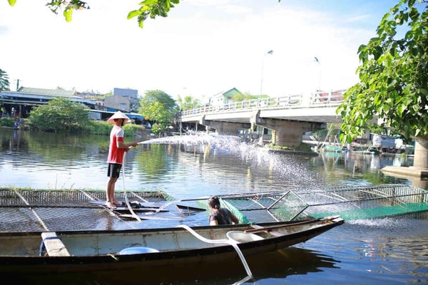 Vụ cá chết trên sông Bồ: Thủy điện điều tiết nước để cứu cá