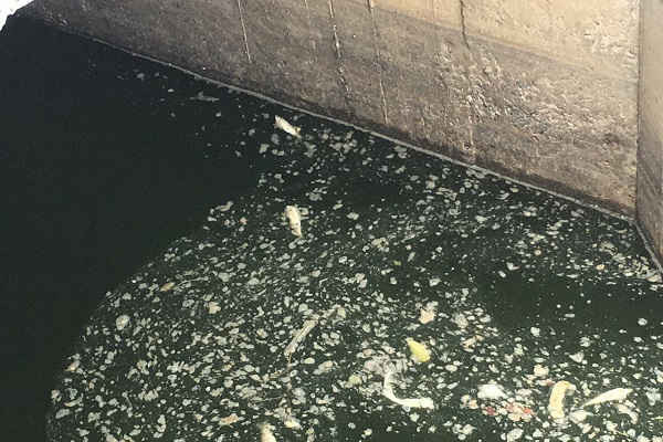 TP. Đồng Hới- Quảng Bình:  Cá chết bất thường trên kênh thoát nước ra sông Nhật Lệ