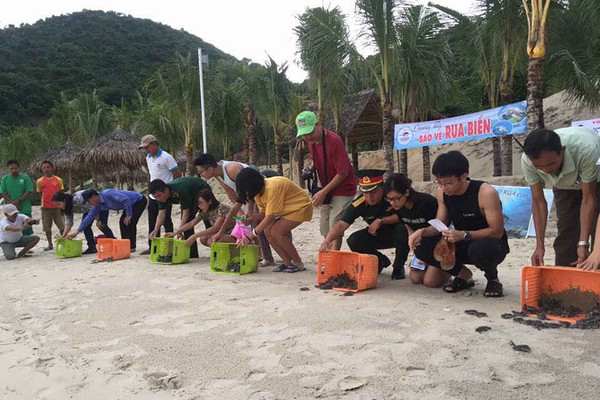 Quảng Nam: Thả 115 rùa con về biển