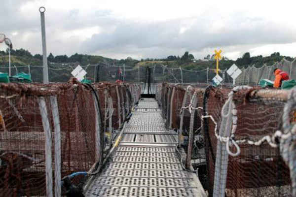 Ngư dân Chile cố thu hồi số cá hồi vừa thoát khỏi trang trại có thể gây hại cho môi trường