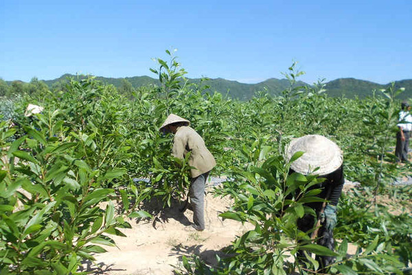 Bình Định: Lợi ích lớn từ việc trồng rừng gỗ lớn