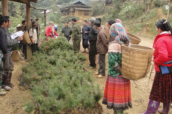 Lào Cai: Trồng mới hơn 2.700 ha rừng