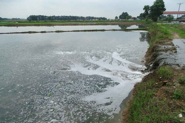 Văn Lâm (Hưng Yên): Xót xa lúa chết hàng loạt do doanh nghiệp xả thải, gây ô nhiễm