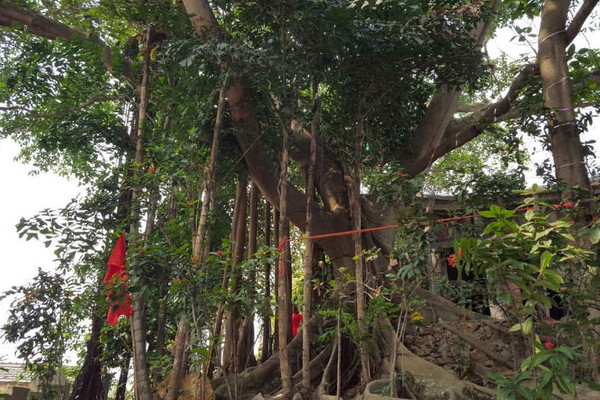 Hải Phòng: Vinh danh cây di sản Việt Nam