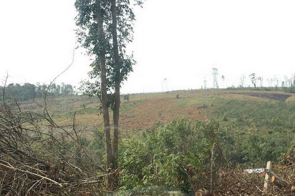 Đắk Song (Đắk Nông): Tập trung xây dựng các phương án sử dụng đất rừng được bàn giao