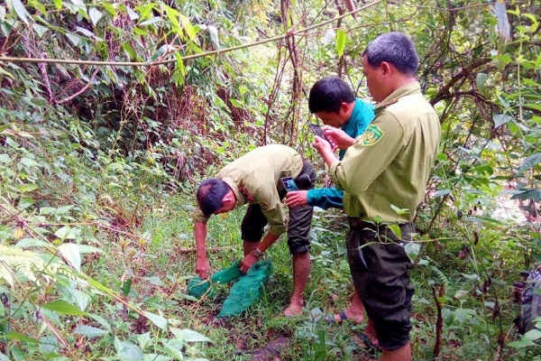 Quảng Nam: Thả một cá thể tê tê Java quý hiếm về rừng