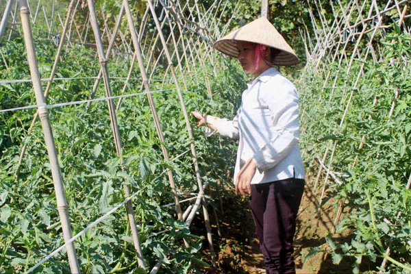 Điện Biên: Thử nghiệm vận hành thông tin Khí hậu nông nghiệp