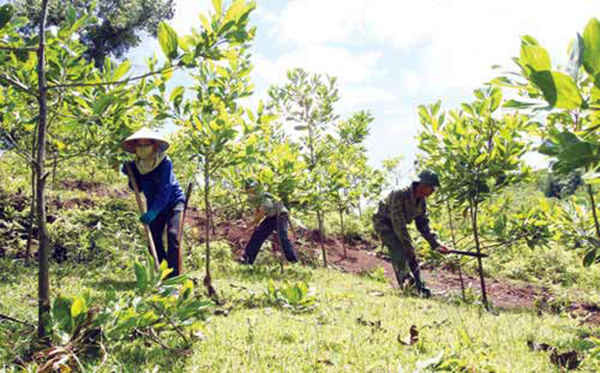 Đắk Nông: Gặp nhiều khó khăn trong việc trồng rừng cân bằng sinh thái