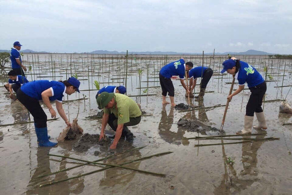 Quảng Ninh: Trồng rừng ngập mặn, bảo vệ hệ sinh thái ven biển