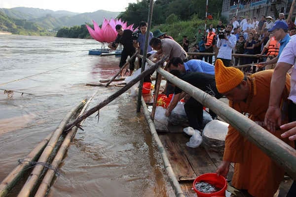 Lào Cai: Thả phóng sinh 100.000 con cá giống xuống sông Hồng
