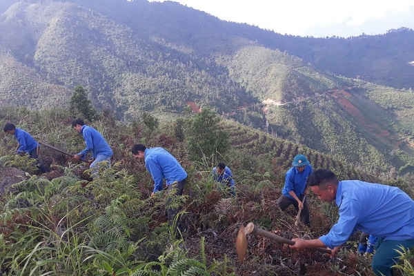 Mù Cang Chải trồng 200ha Sơn Tra vào rừng tự nhiên nghèo kiệt