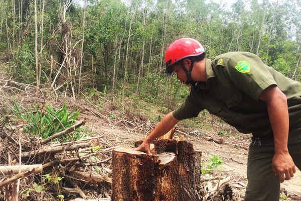 Nhiều sai phạm trong khai thác gỗ tận thu tại Công ty Lâm nghiệp Ea Kar