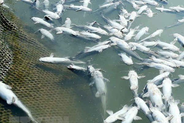 Kiên Giang: Nước ngọt đổ ra biển khiến cá lồng bè chết hàng loạt