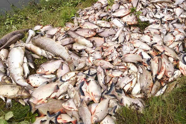 Hà Nội: Cá chết hàng loạt nghi do bãi rác Nam Sơn, mỏi mòn chờ giải quyết