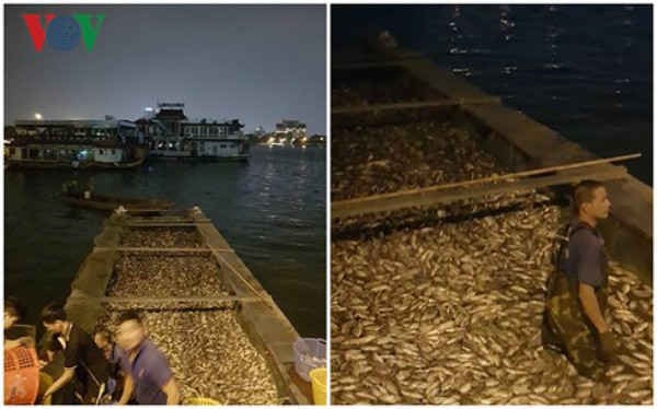 Cá lại chết ở Hồ Tây
