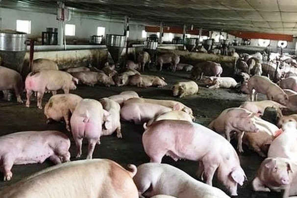 Quảng Nam: Ngăn chặn nguy cơ xâm nhiễm bệnh dịch tả lợn Châu Phi