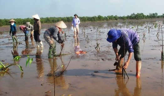 Thái Bình: Trồng mới, trồng bổ sung diện tích rừng ngập mặn