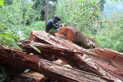 Quảng Nam: Khởi tố, bắt giam 2 cán bộ kiểm lâm