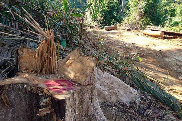 Quảng Nam: Bắt Giám đốc doanh nghiệp phá rừng tự nhiên