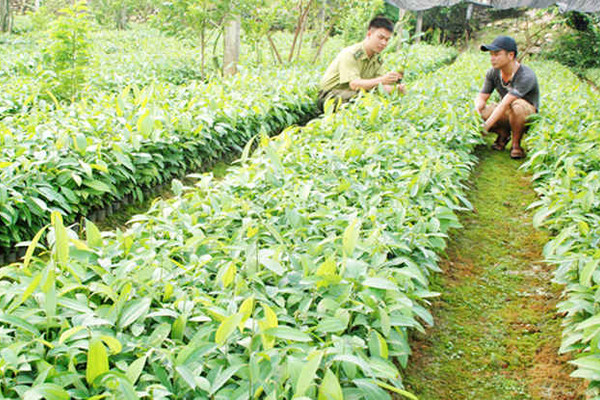 Lào Cai: Quyết tâm hoàn thành mục tiêu trồng rừng năm 2018
