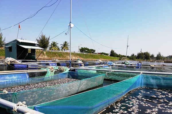 Hội An (Quảng Nam): Cá nuôi lồng bè chết trắng chưa rõ nguyên nhân