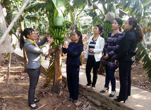 Công ty CP Supe Phốt phát và Hóa chất Lâm Thao: Hỗ trợ người dân trồng chuối