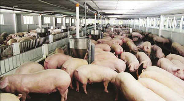 Hà Nội cấp phép cho 184 cơ sở chăn nuôi, sản xuất, kinh doanh thức ăn chăn nuôi