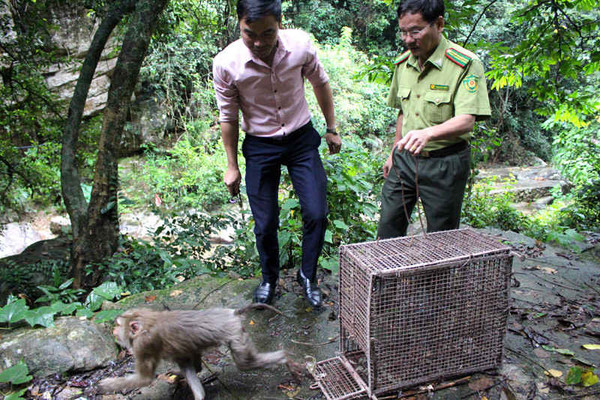 Quảng Ninh: Thả 1 cá thể khỉ đuôi lợn về môi trường tự nhiên