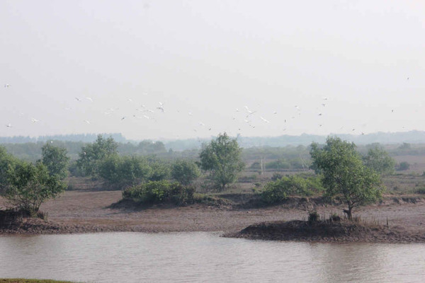 Thái Bình: Phát triển bền vững Khu bảo tồn thiên nhiên đất ngập nước Tiền Hải