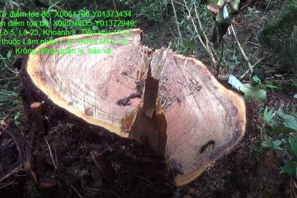 48 cây Pơ mu lớn tại huyện Krông Bông Đắk Lắk bị đốn hạ