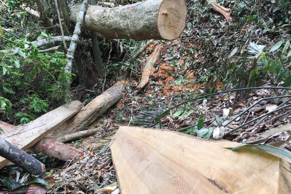 Thừa Thiên Huế: Tăng cường trách nhiệm thực thi pháp luật về quản lý và bảo vệ rừng