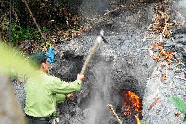 Quản lý, bảo vệ rừng ở Hoài Nhơn (Bình Định): Kiểm soát chặt, xử lý nghiêm!