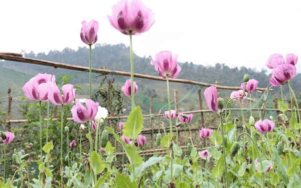 Yên Bái: Triệt phá gần 1.400 m2 đất trồng cây thuốc phiện
