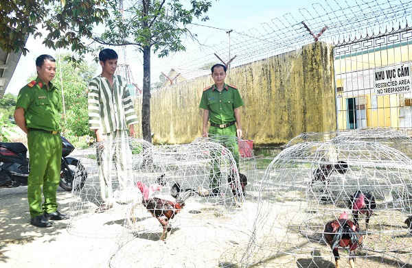 Thừa Thiên - Huế: Bắt hơn 50 đối tượng tham gia sới bạc đá gà “khủng”