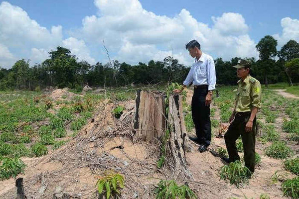 Bà Rịa - Vũng Tàu: Siết chặt công tác quản lý bảo vệ rừng
