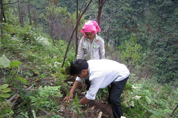 Mù Cang Chải (Yên Bái): Chủ động phòng chống cháy rừng trong mùa khô