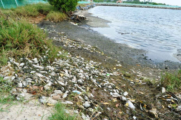 Quảng Nam: Khẩn trương tìm nguyên nhân cá nuôi trong ao hồ chết hàng loạt